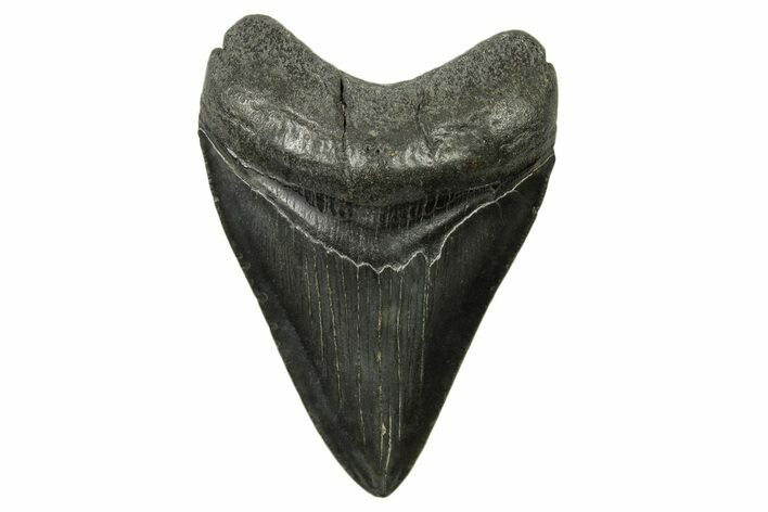 Fossil Megalodon Tooth - South Carolina #383699